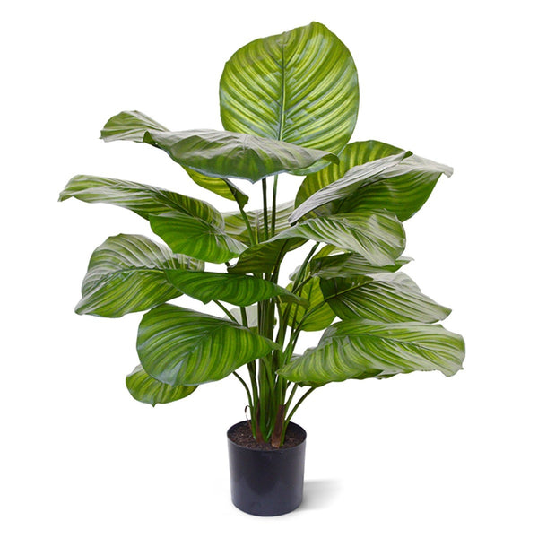 Kunstplant Greens Calathea